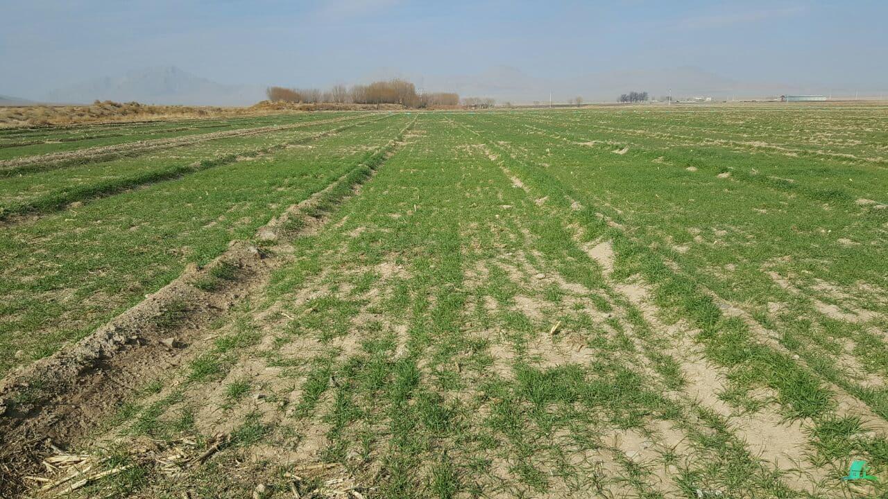 کد14038( فروش زمین 1000 متری قابل ساخت در جوزدان )