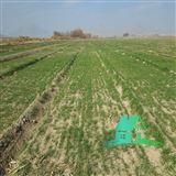 کد14038( فروش زمین 1000 متری قابل ساخت در جوزدان )